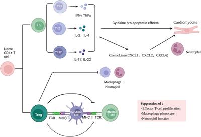 A new method for the treatment of myocardial ischemia-reperfusion injury based on γδT cell-mediated immune response